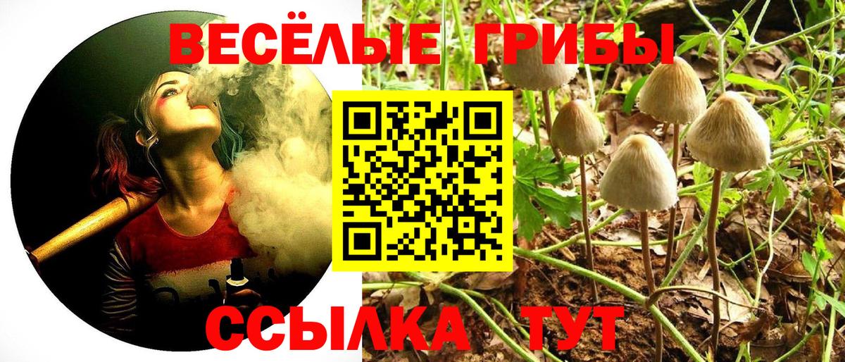 Галлюциногенные грибы Psilocybine cubensis Димитровград